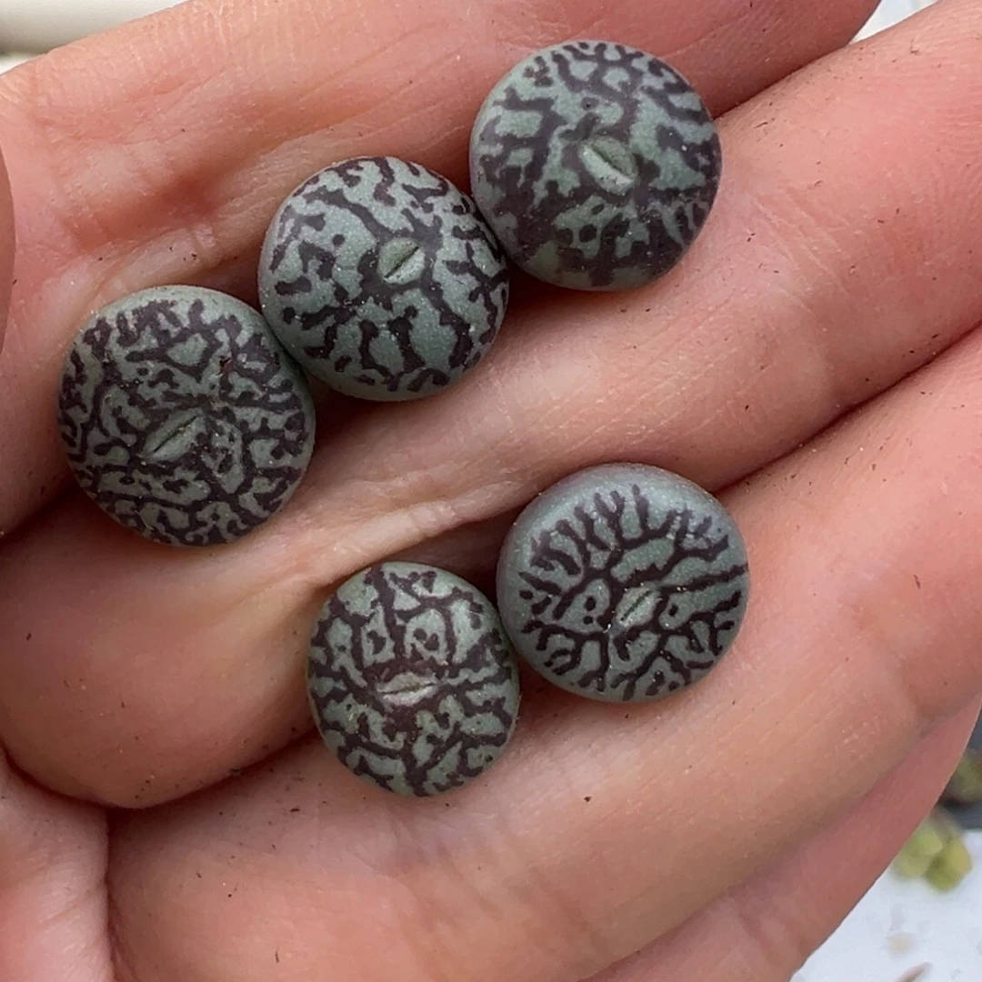 12.24好看的多肉脱土发货759