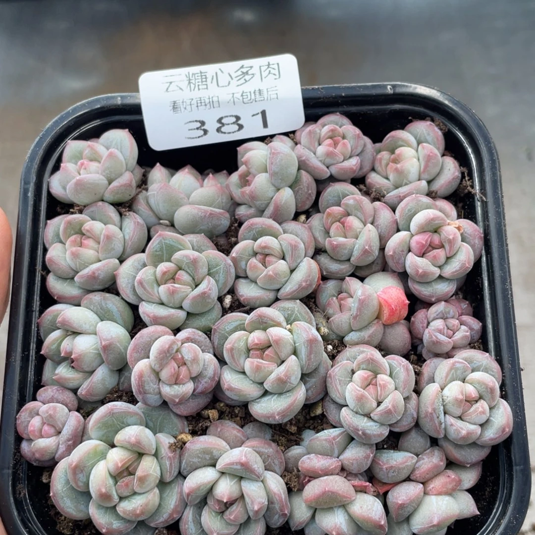 云糖心多肉植物381