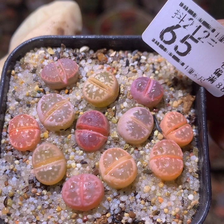 精致生石石212.65