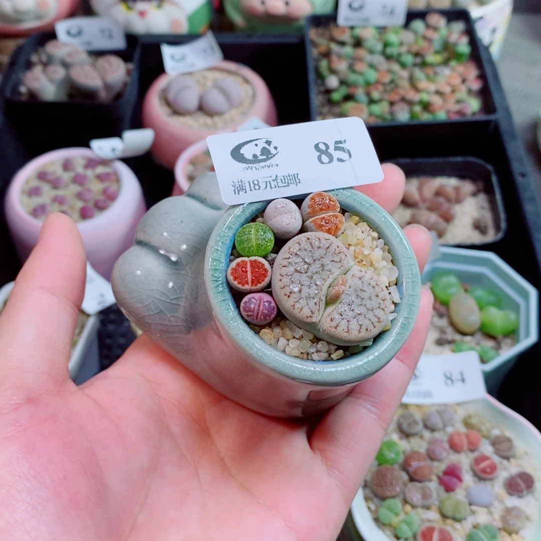 生石花花花花花花花花85