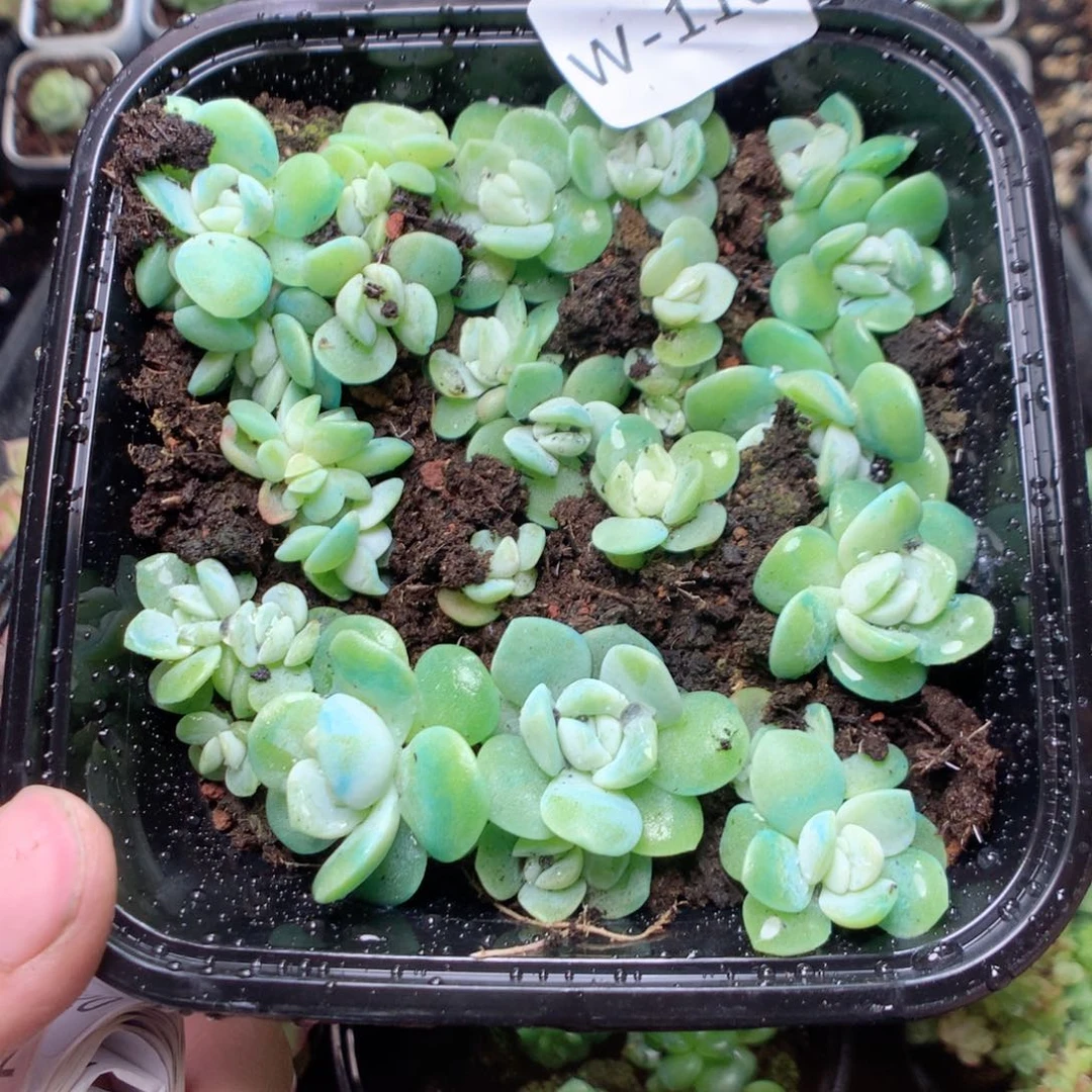 无花朵W110yyyyyyyyy