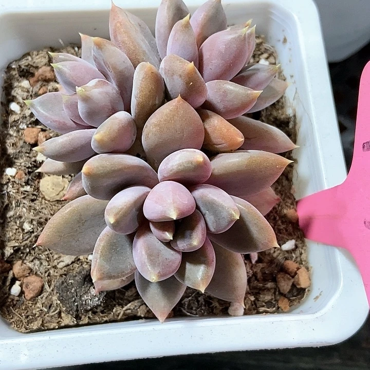 多肉植物红象牙117