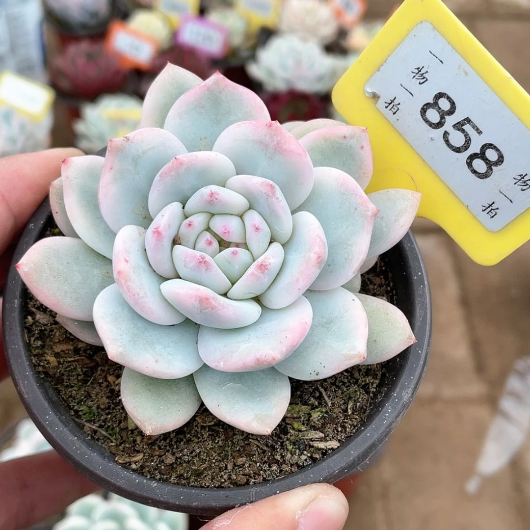 【闪购商品】858号