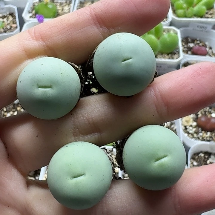 老马生石花1.9鸽子蛋957