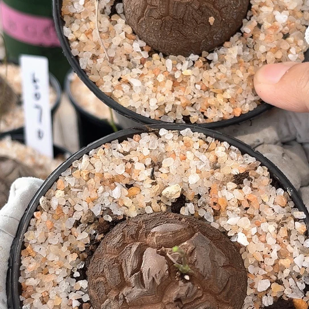 潮流植物 两个一起 一个有屁股