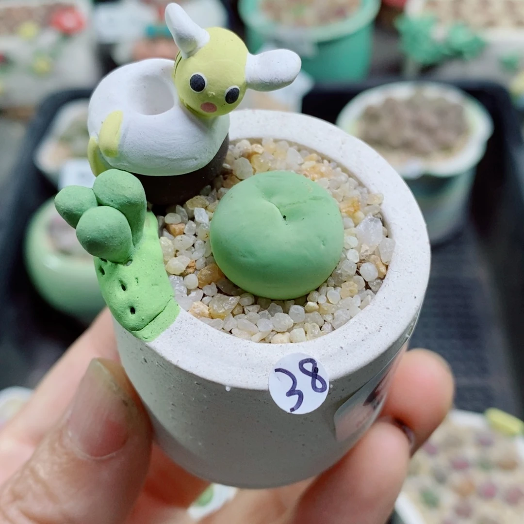 生石花花花花花花花花444