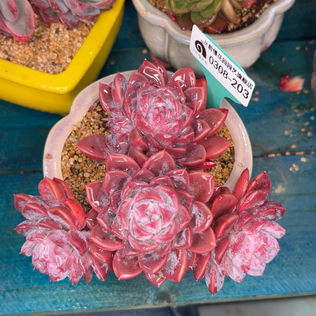 多肉一物一拍0308-203