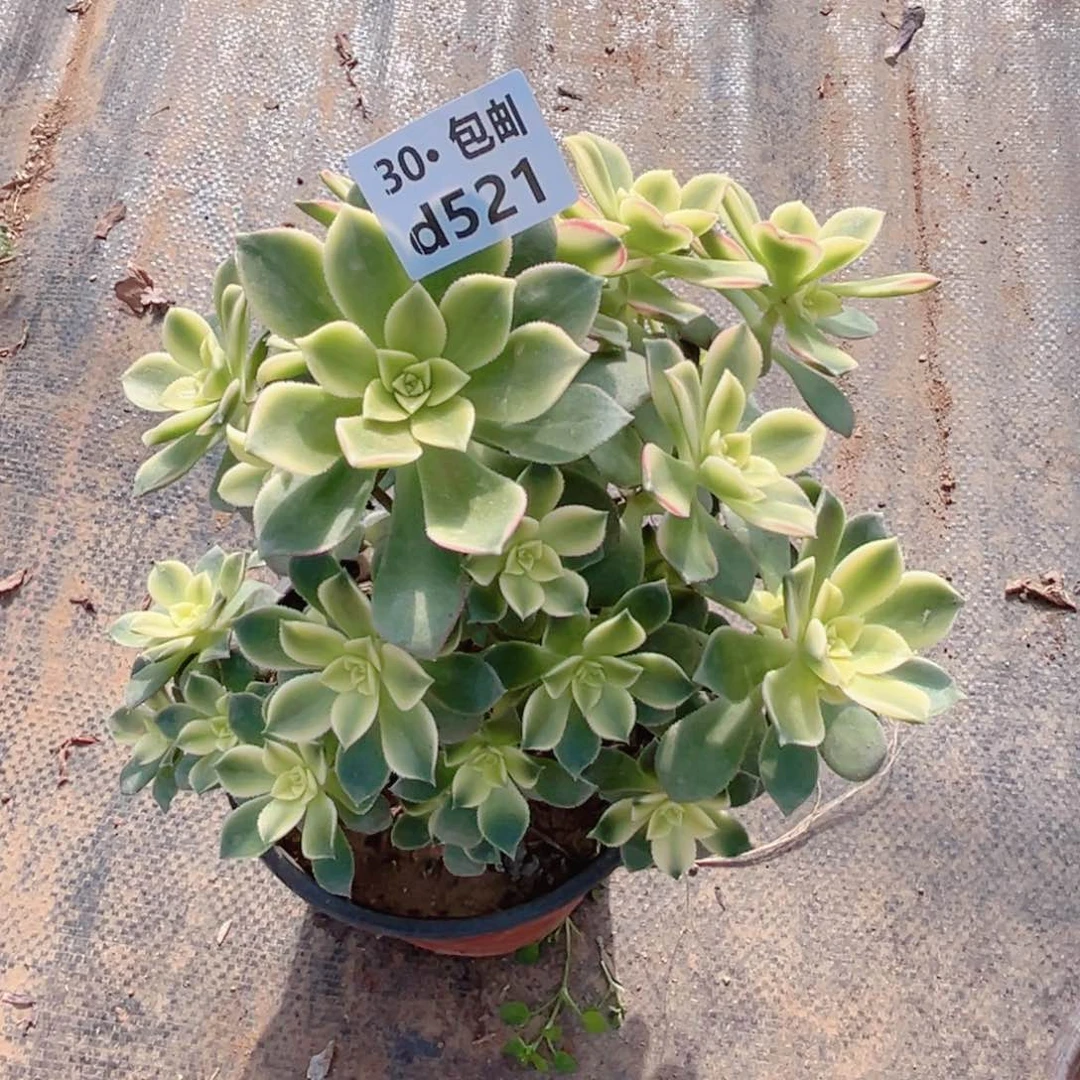 521艳日灰多肉法师