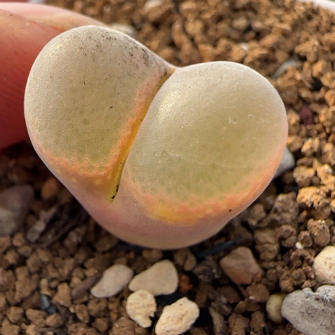 多肉植物每风一颗11号链接