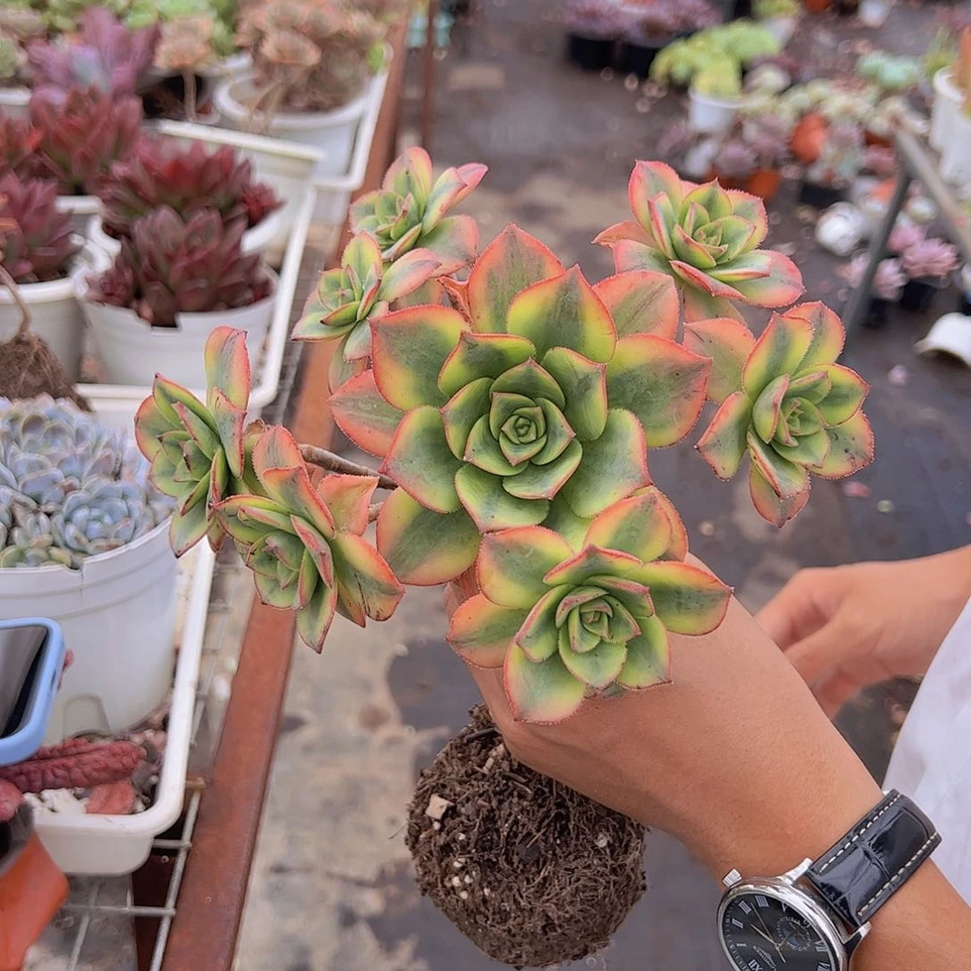 艳日辉 整桩整群