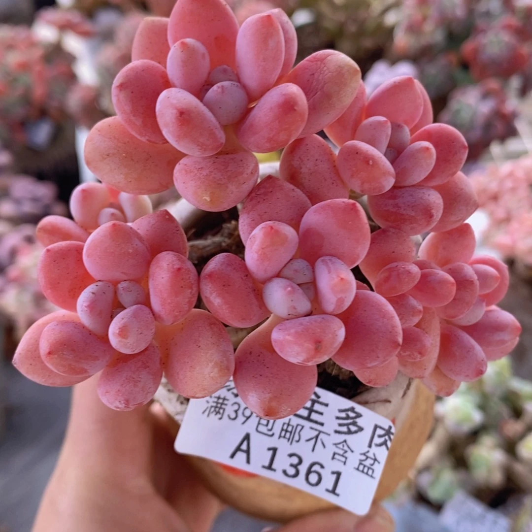 樱花洛神8cm1361多肉植物