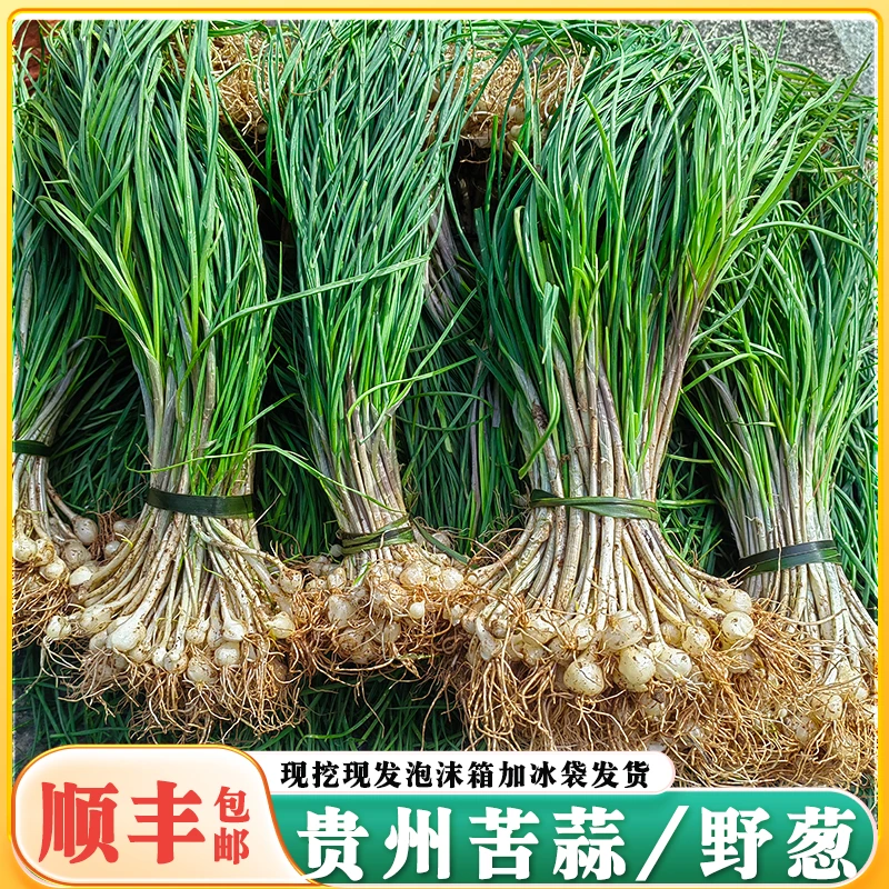 贵州新鲜现挖野葱小根蒜苦蒜保鲜发货的野菜