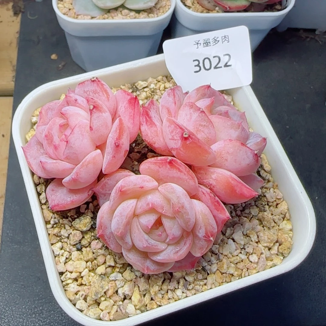 水晶桃子，3022多肉植物