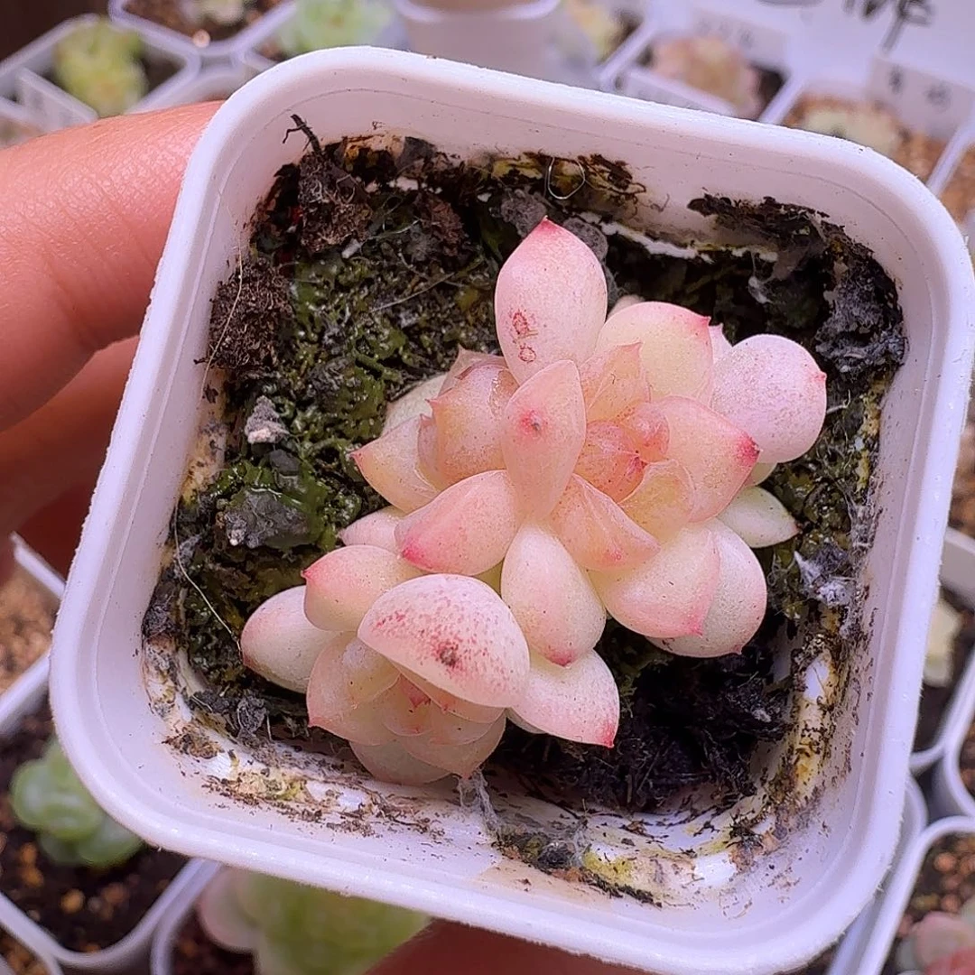 四头甜心628一物一拍