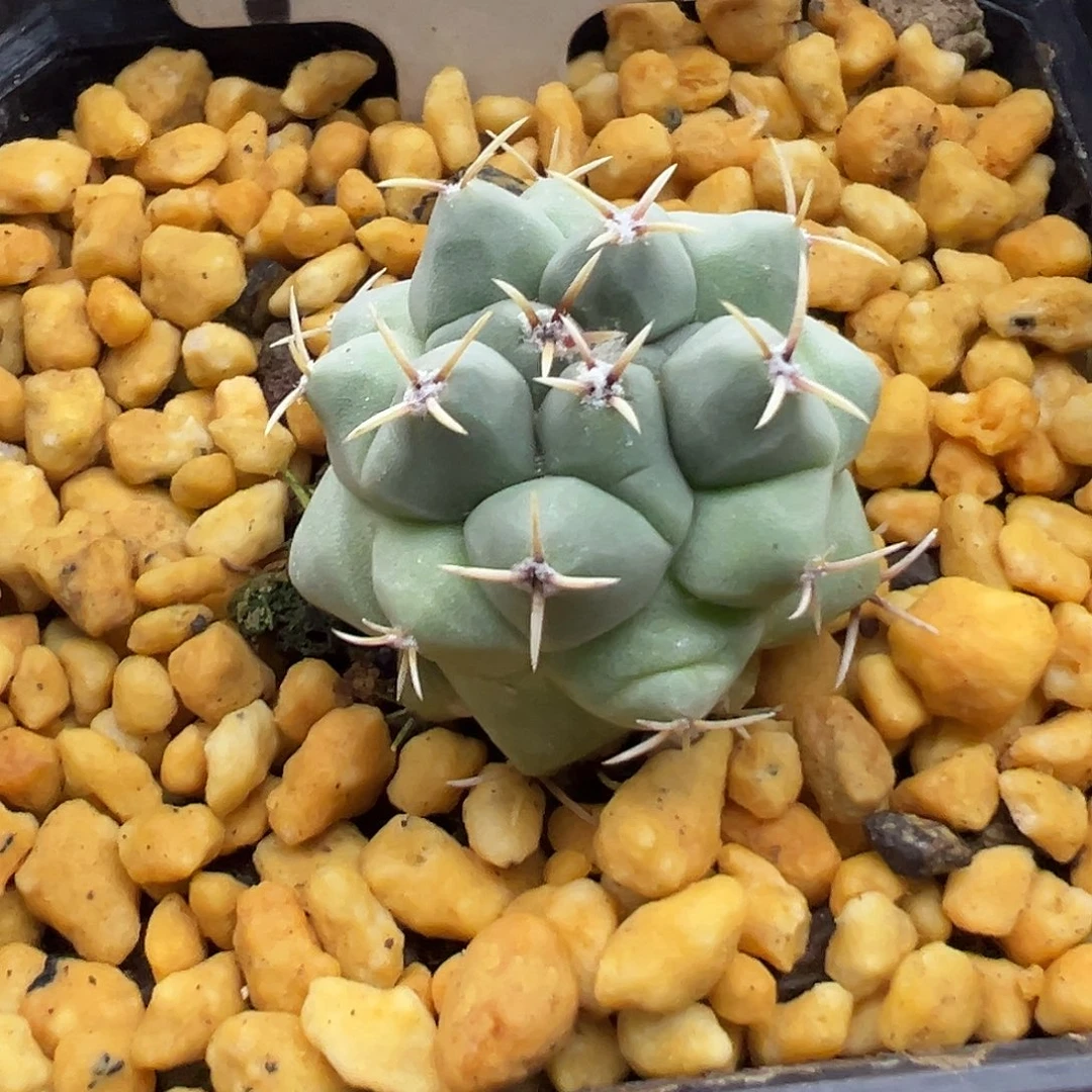 1004眠狮子实生仙人球