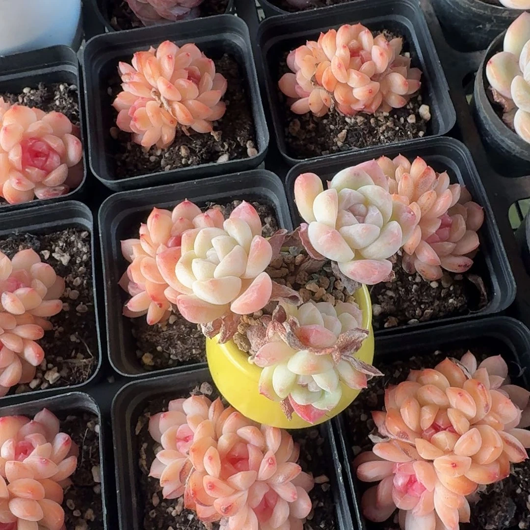 含盆土 30元包邮非偏远