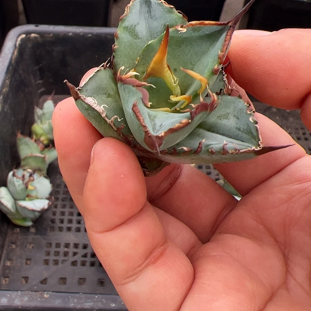 绿肌顶芽龙舌兰植物