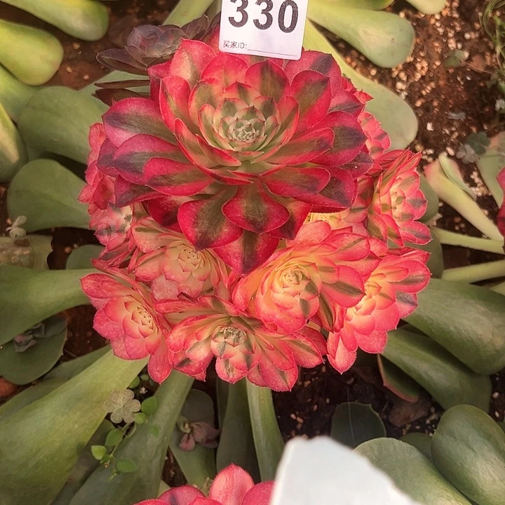 一**天精品多肉植物330