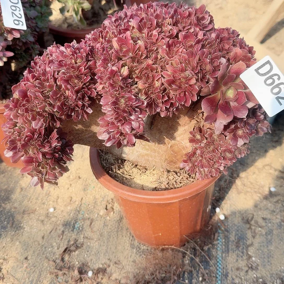 662玫瑰朵朵有伤开播福利