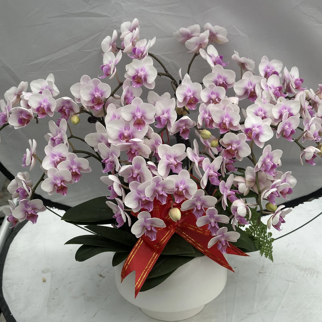 【白雪公主】蝴蝶兰懒人花 室内花卉 花期长 好养活