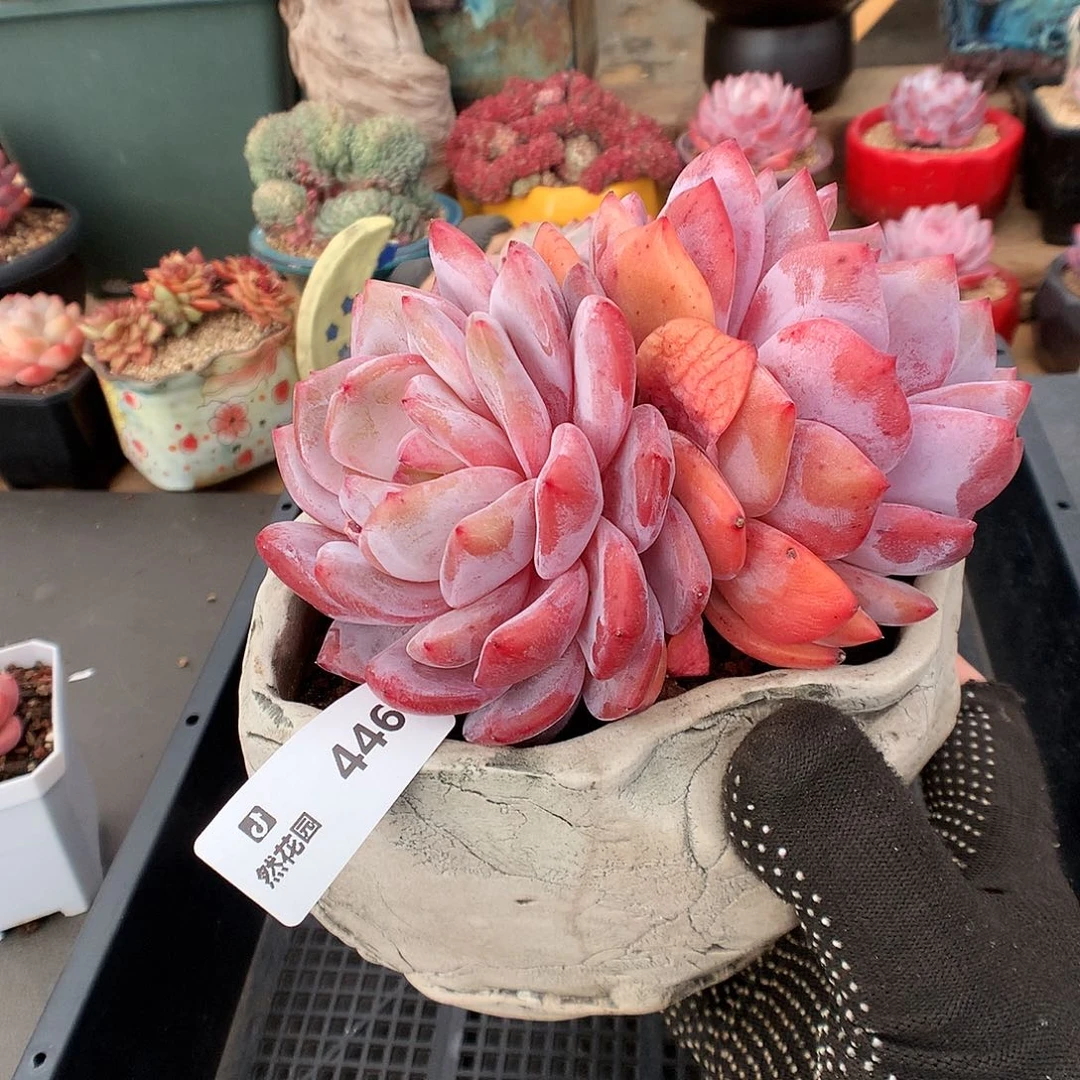 446梦露多肉植物6666