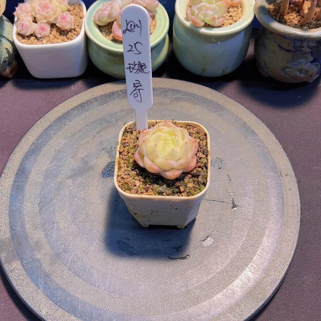 ?***?珍妮，多肉植物