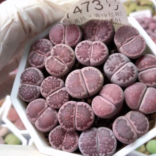 7473，1.5/1.6厘米母本