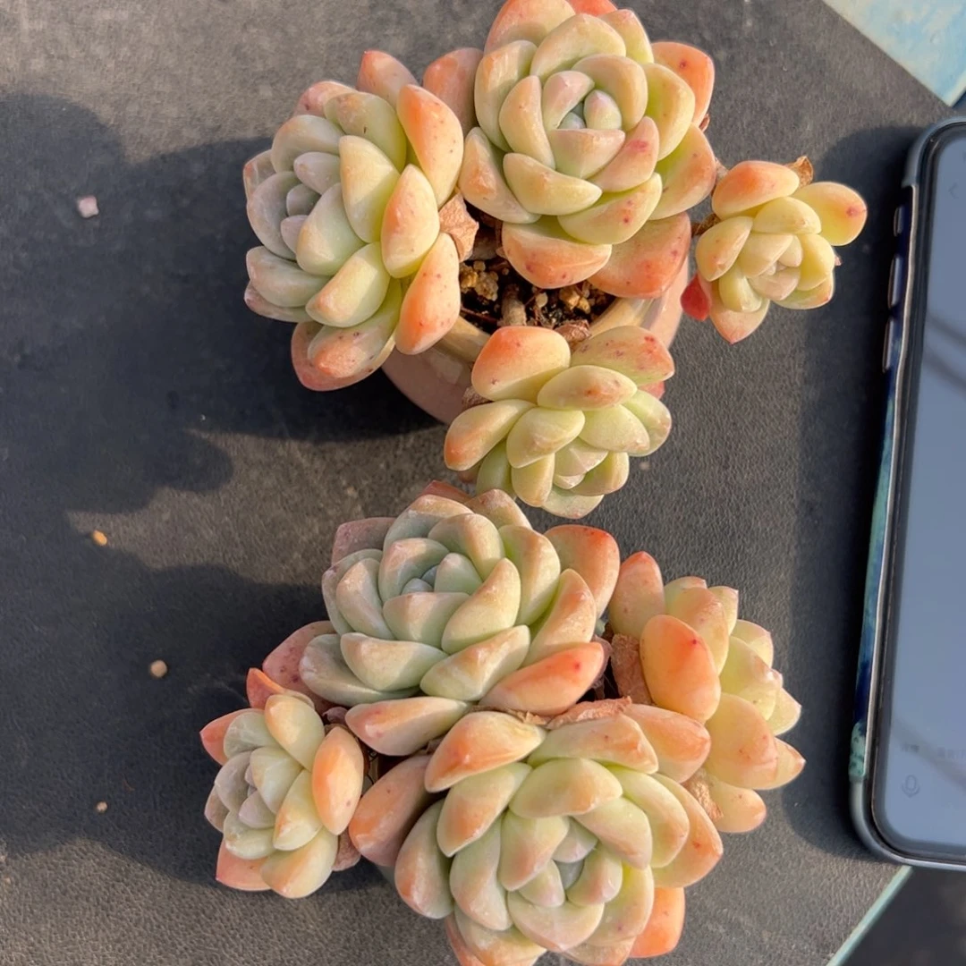 俩个四头冰玉带盆特价福利一组