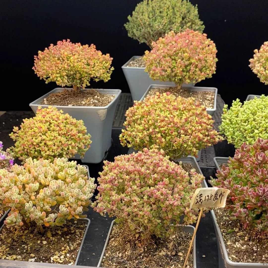 土2包，可装8个7方。