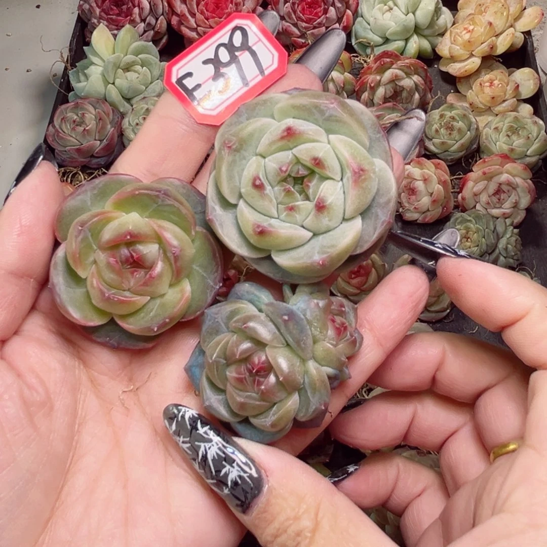 阿***?E399一物一拍 QQ糖、木槿、鲸之泪