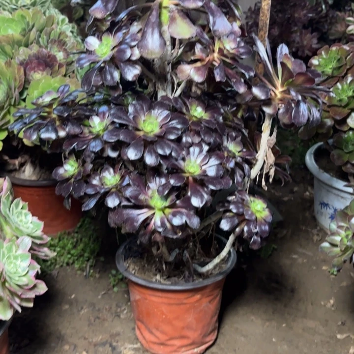 多肉植物厚圆叶21