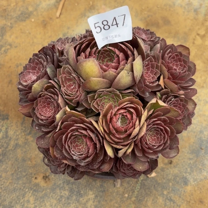 红魔多肉处理不包断头5847