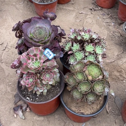 894多肉植物组合，