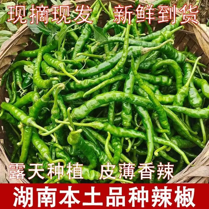 湖南农家现摘薄皮香辣新鲜土辣椒本地特产皱皮辣椒衡阳特产辣椒
