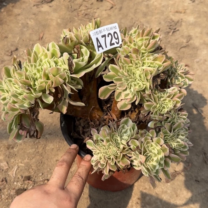 女巫缀……多肉植物……