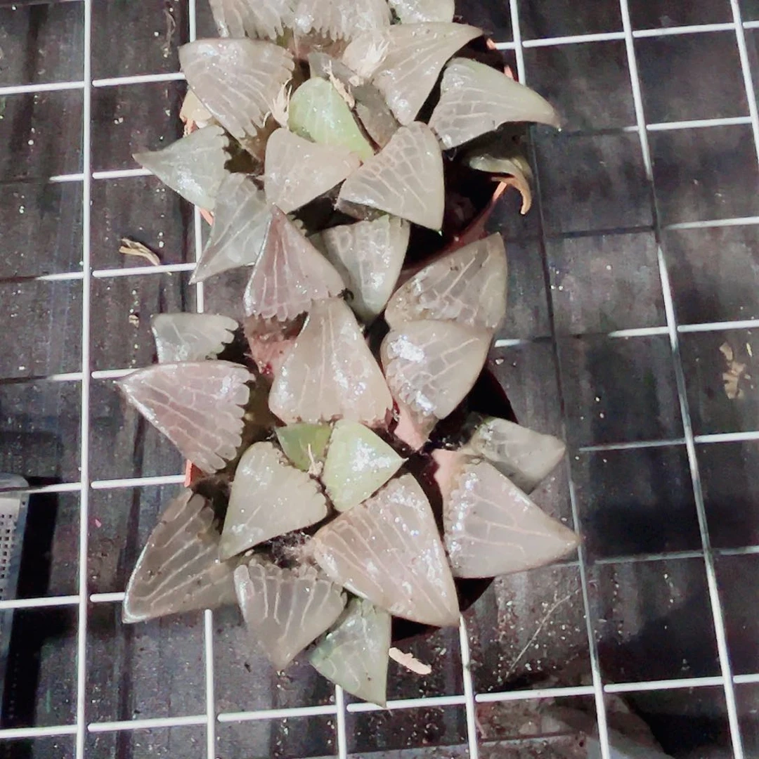 特价处理阿房宫寿