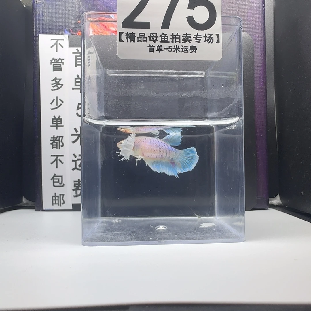 斗鱼母鱼编号：275