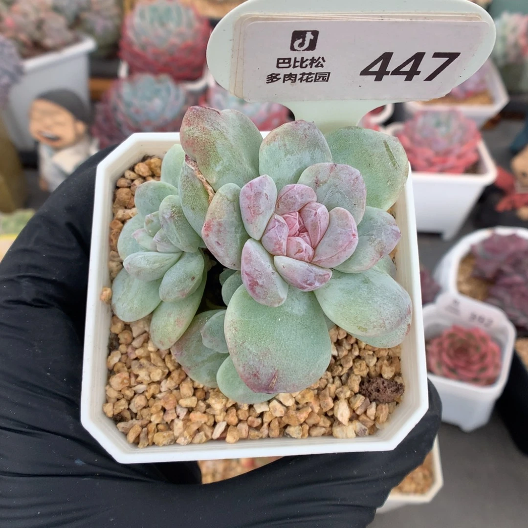 447 冰玉石化多肉