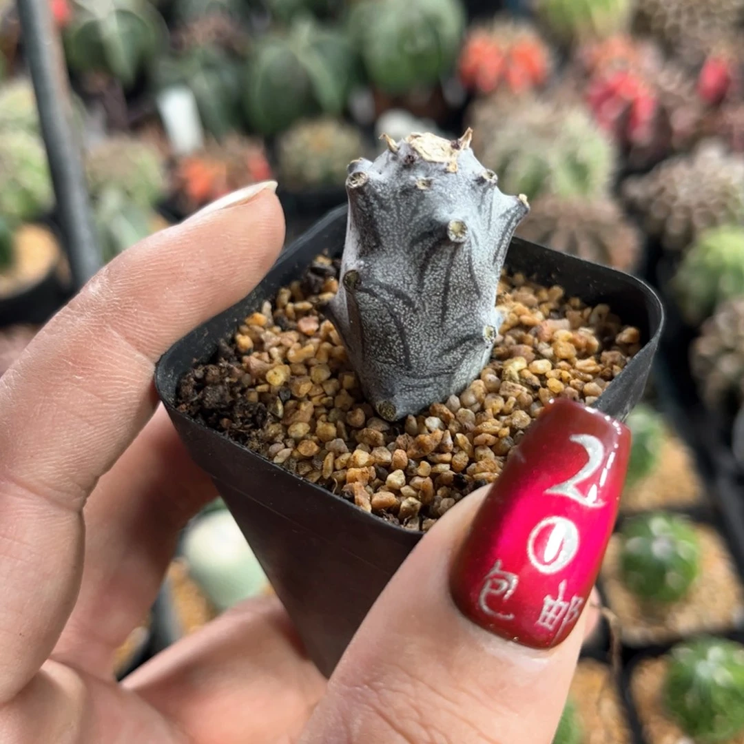 单头普西利菊单头发货有根