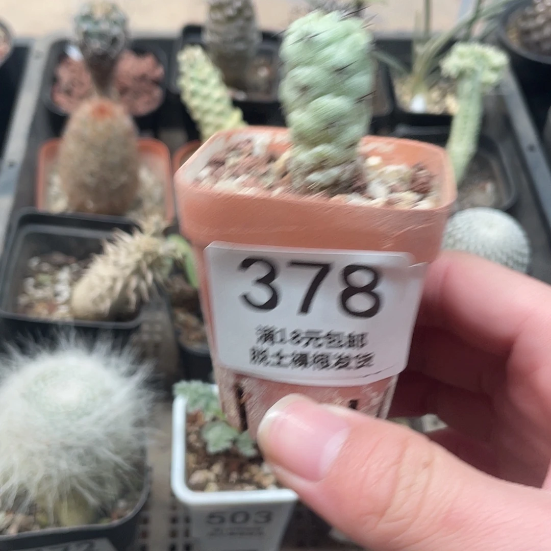 378帝王丸（满18包邮）