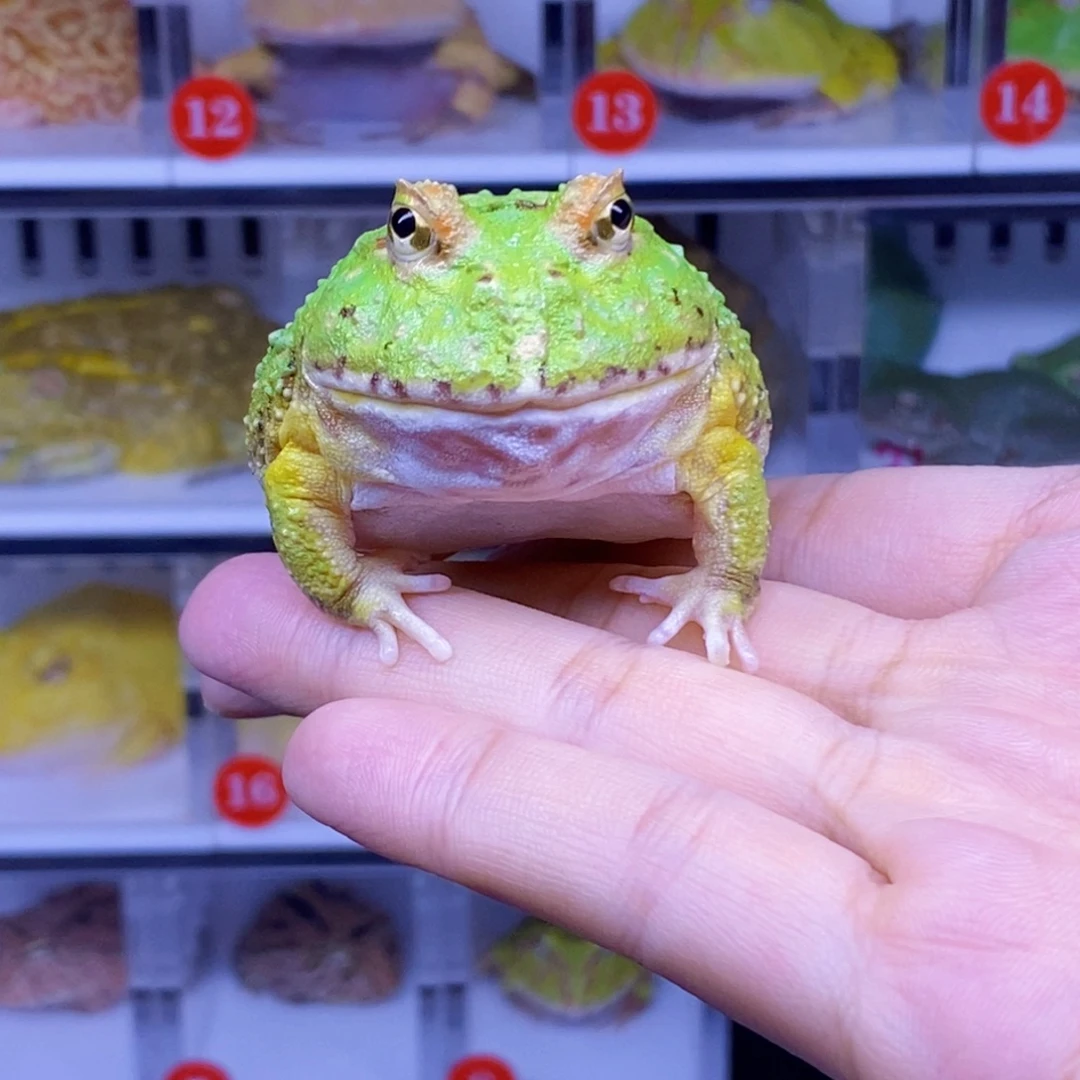 角蛙角蛙3-10cm闪购专享链接