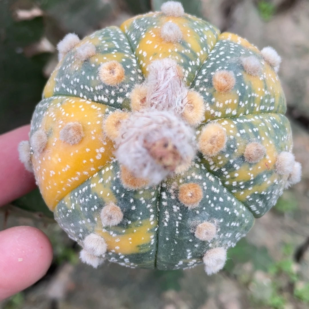 全部花朵散斑雪花兜锦 仙人球开花