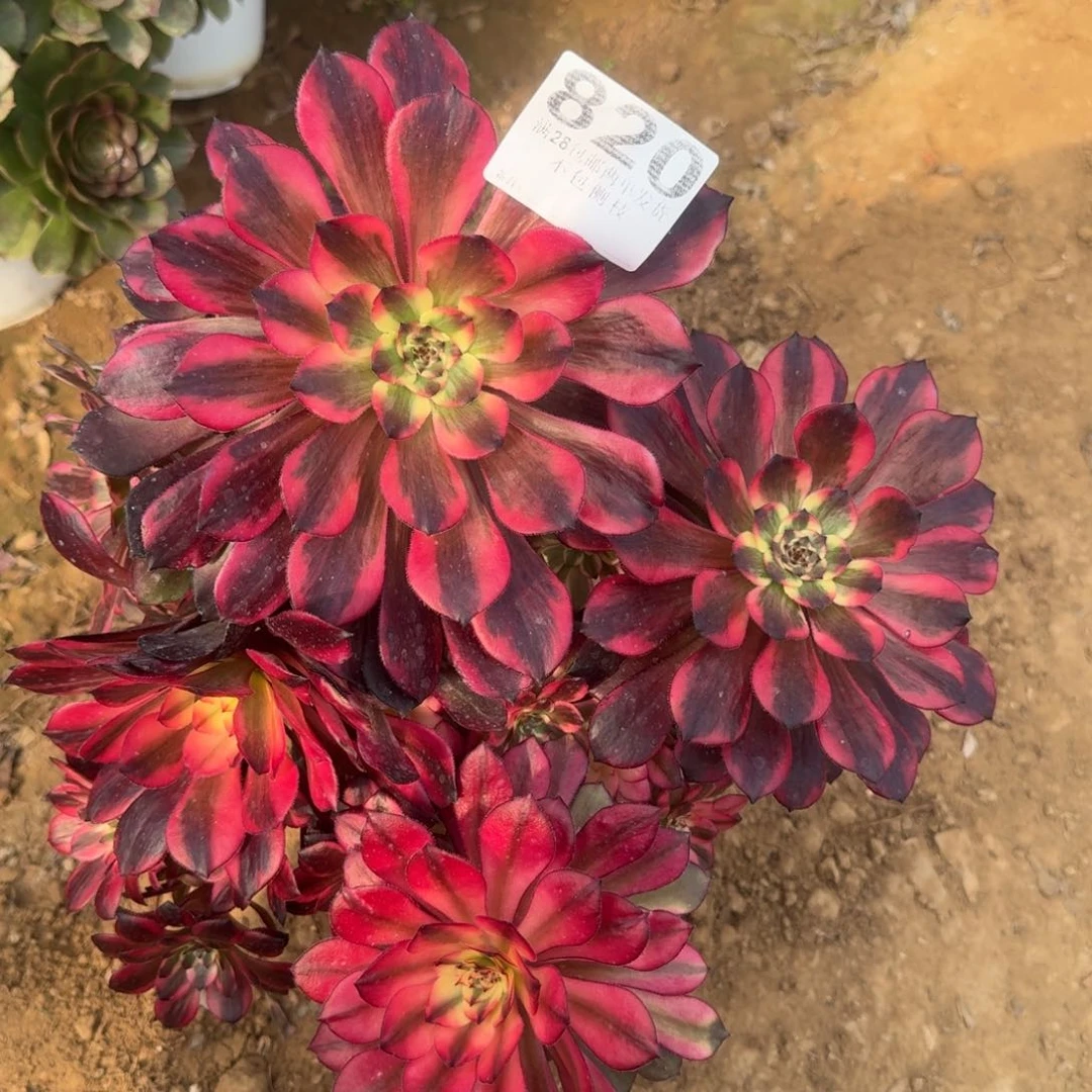 820号烟花清棚不包损