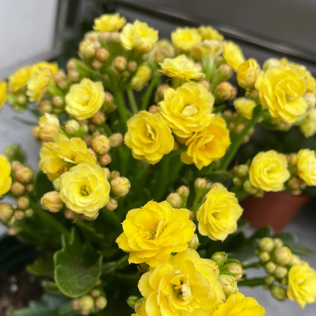 【精灵】110盆长寿花
