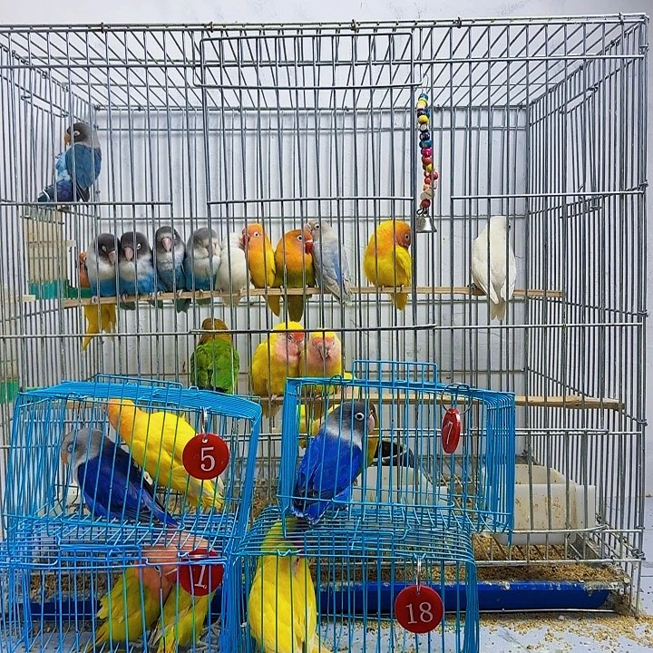 醒***悟桃脸牡丹鹦鹉普兰黑头一只