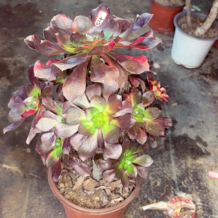 巫毒七彩手捧54法师多肉