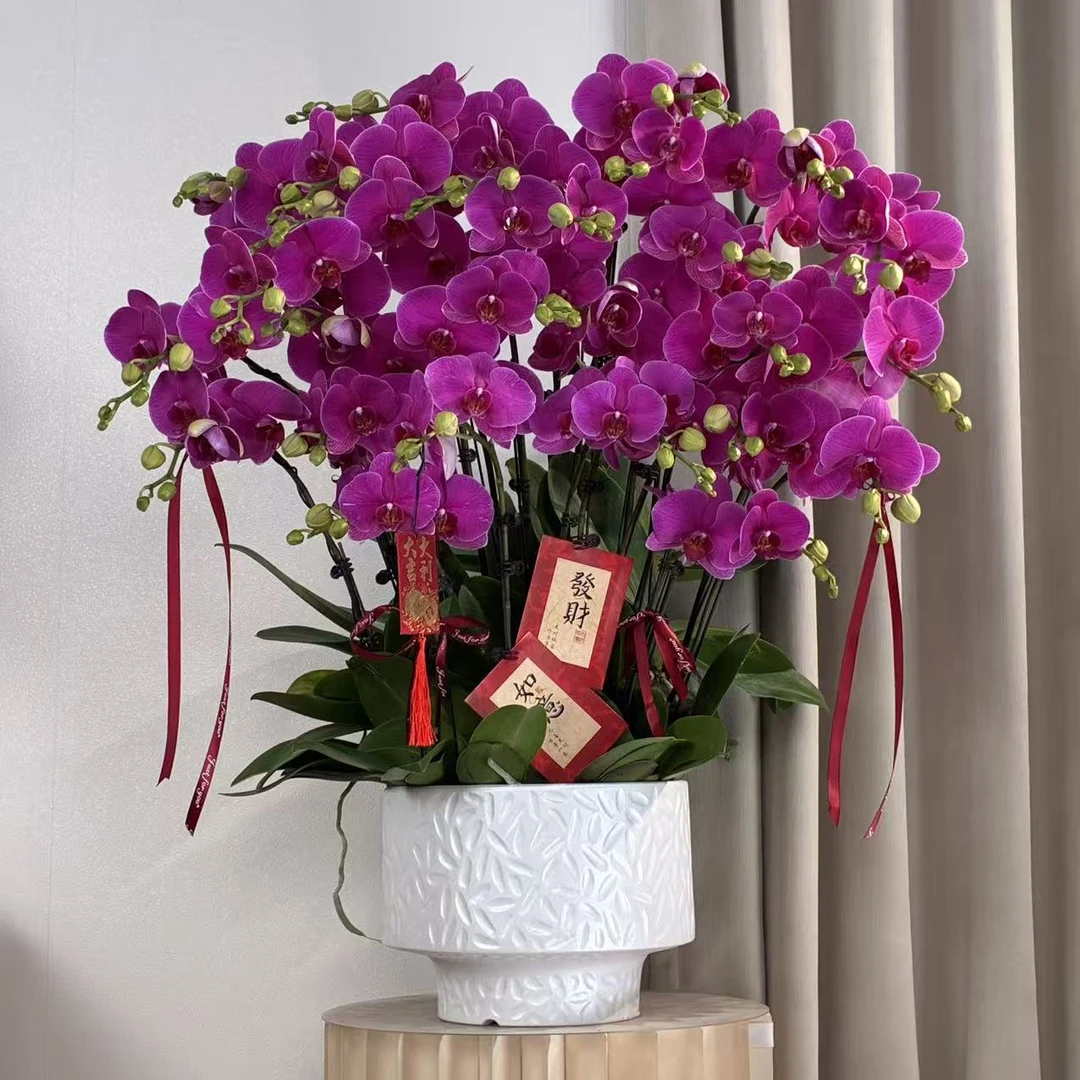 蝴蝶兰【恭喜发财】 大花型 好养耐养 欧品花 送人送礼 基地直发