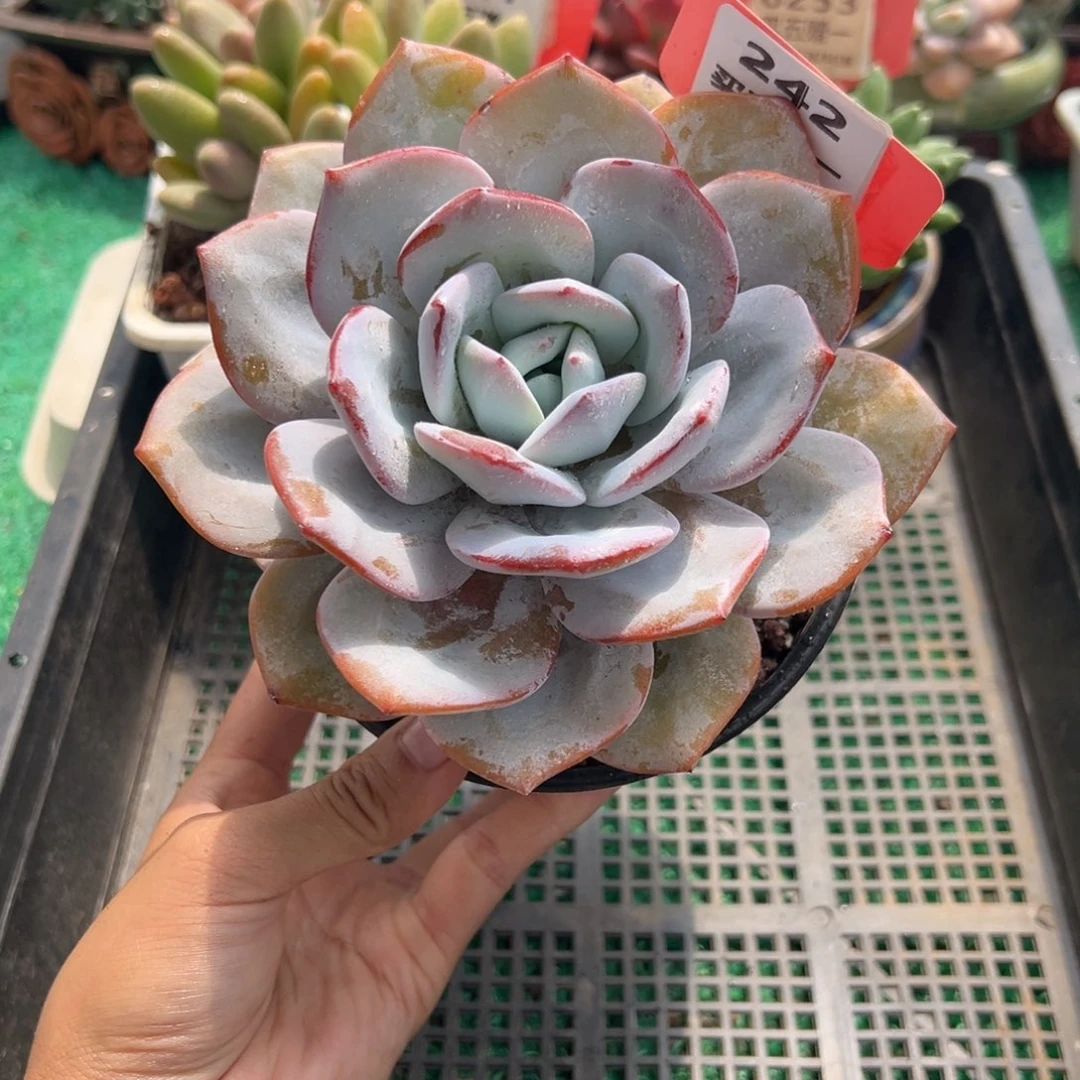 表妹精品多肉植物242.
