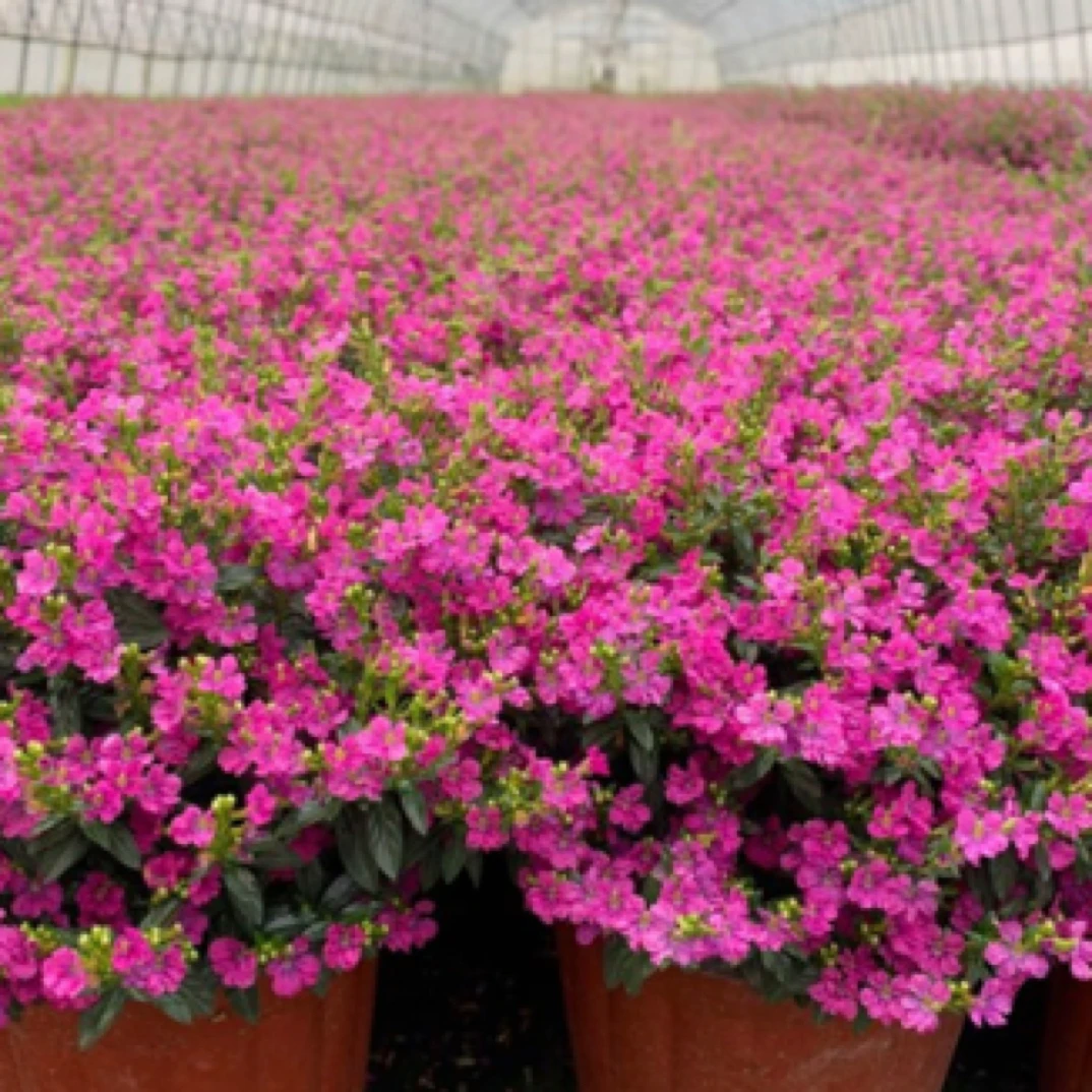 满天星盆栽带花苞四季开花不断室内外好养观赏绿植