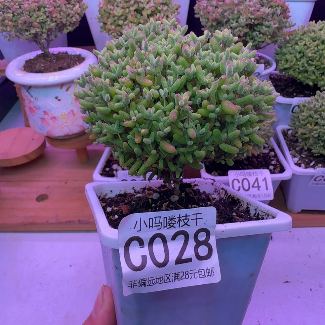 枝干番杏蜜桔糖球028